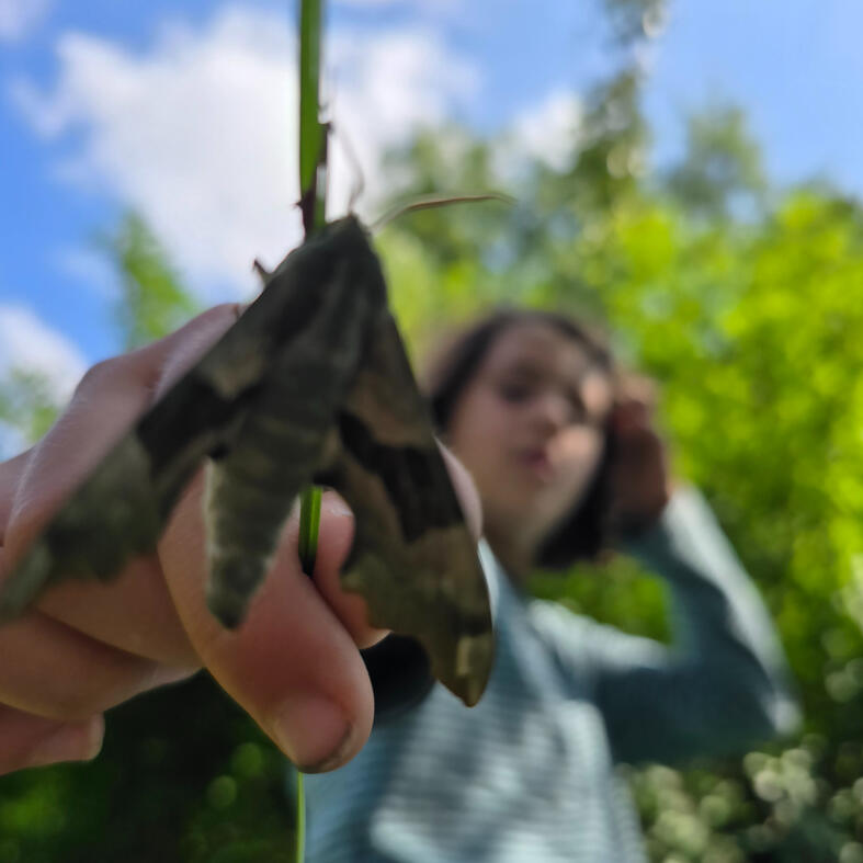 Biodiversiteit dieren, insecten, bijen, vlinders, motten, mieren, muggen, wespen, vogels, eekhoorns, ...